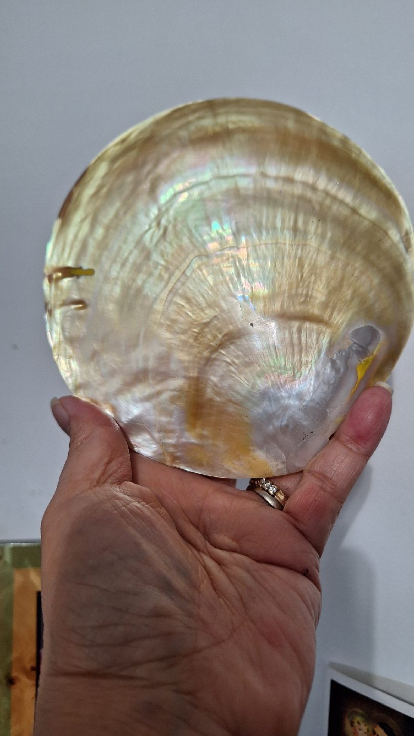 Mother of Pearl Shell Discs