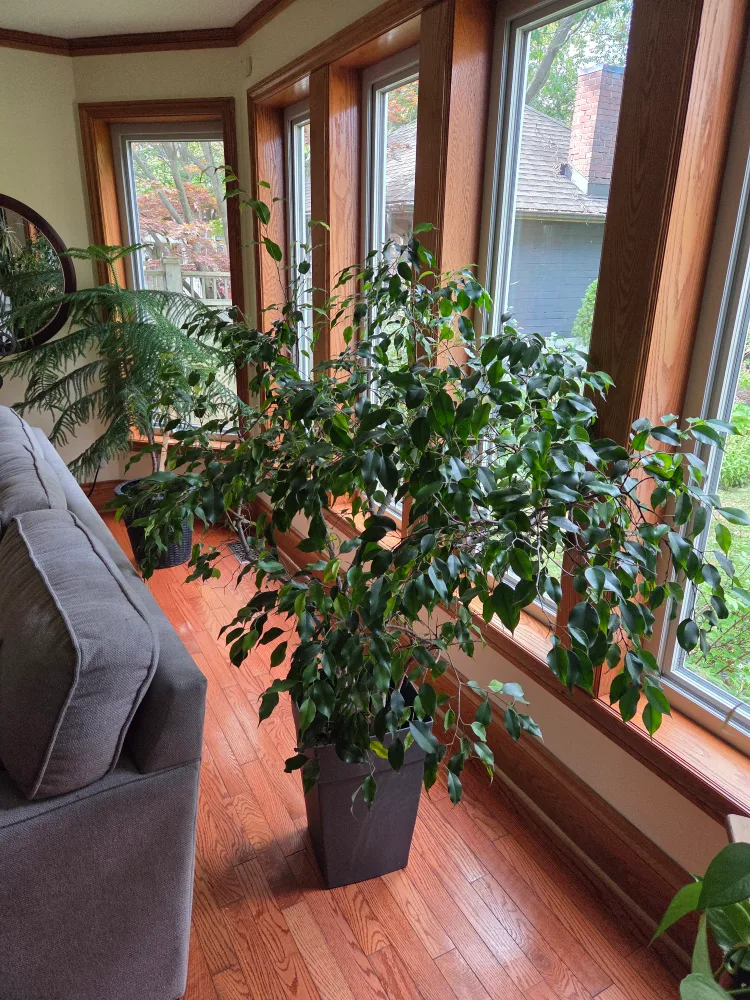 weeping fig, Ficus Benjamina image indicator(2)