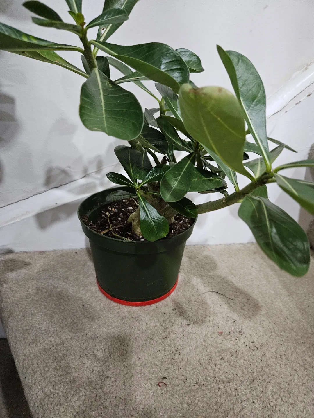 Potted Desert Rose Plant image indicator(3)