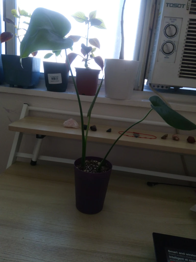 Monstera Plant in Purple Pot - photo 3