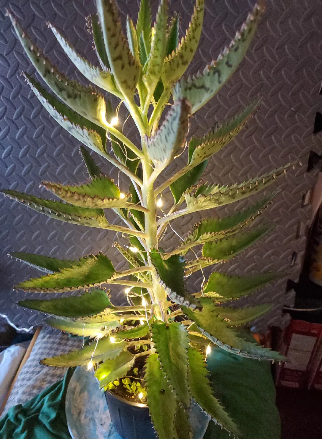 Mother of Thousands Plant with Fairy Lights image indicator(5)