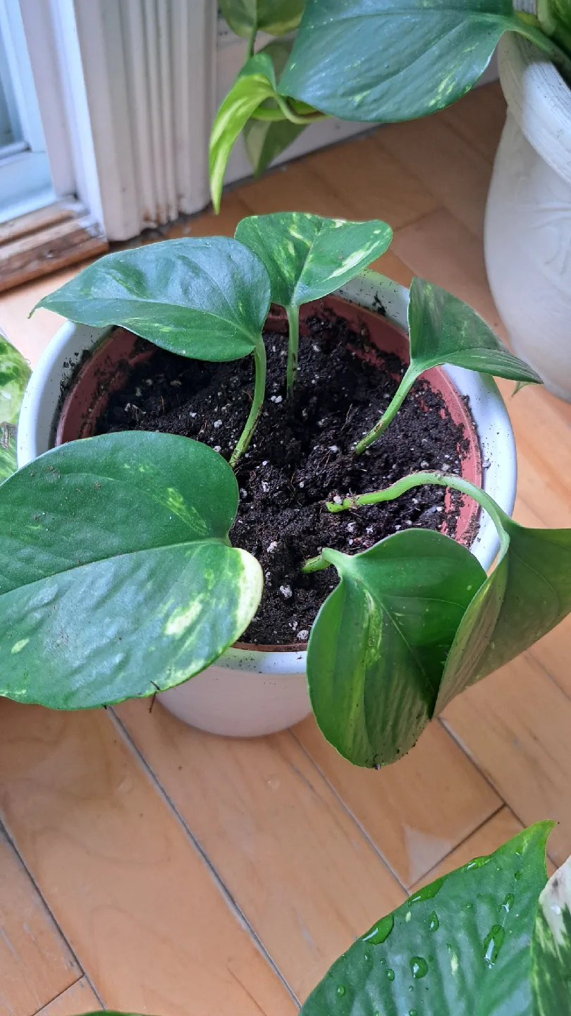 Fresh Potted Golden Pothos Plant thumbnail