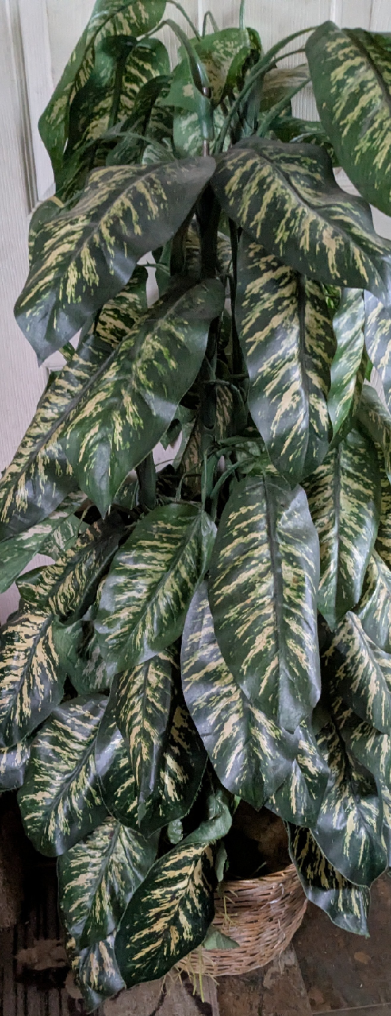 artificial Potted Dieffenbachia Plant