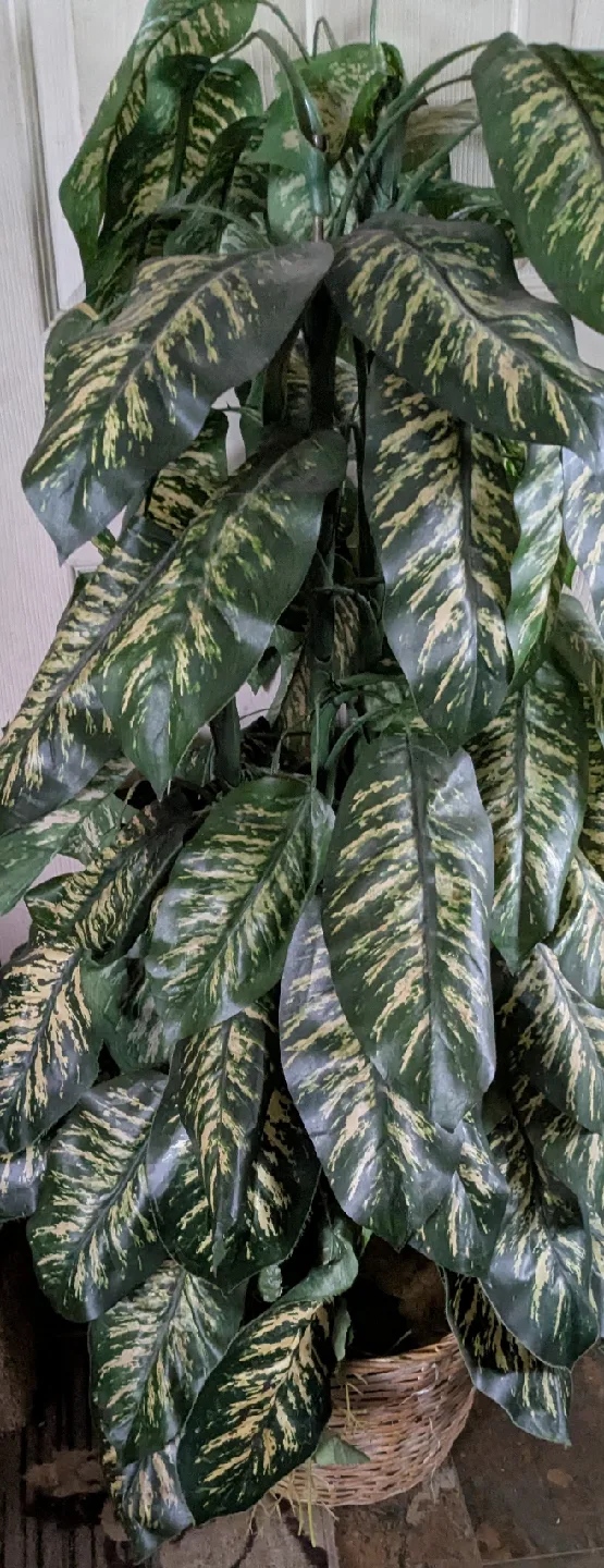 artificial Potted Dieffenbachia Plant thumbnail