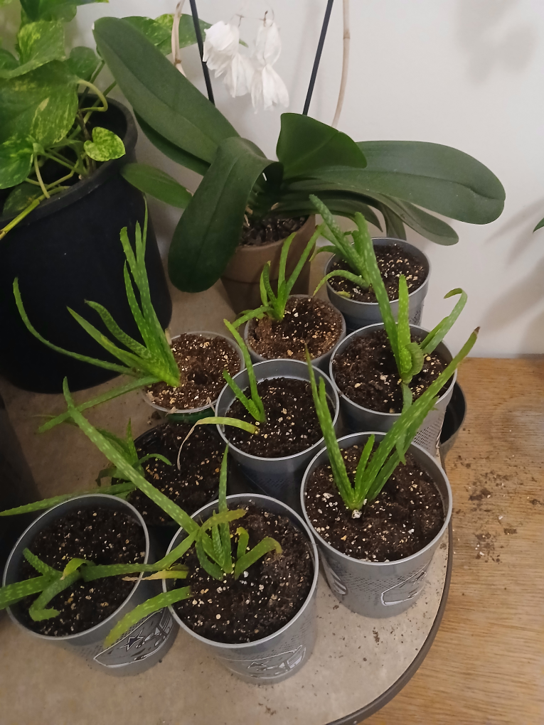 Aloe Vera Plants - photo 2