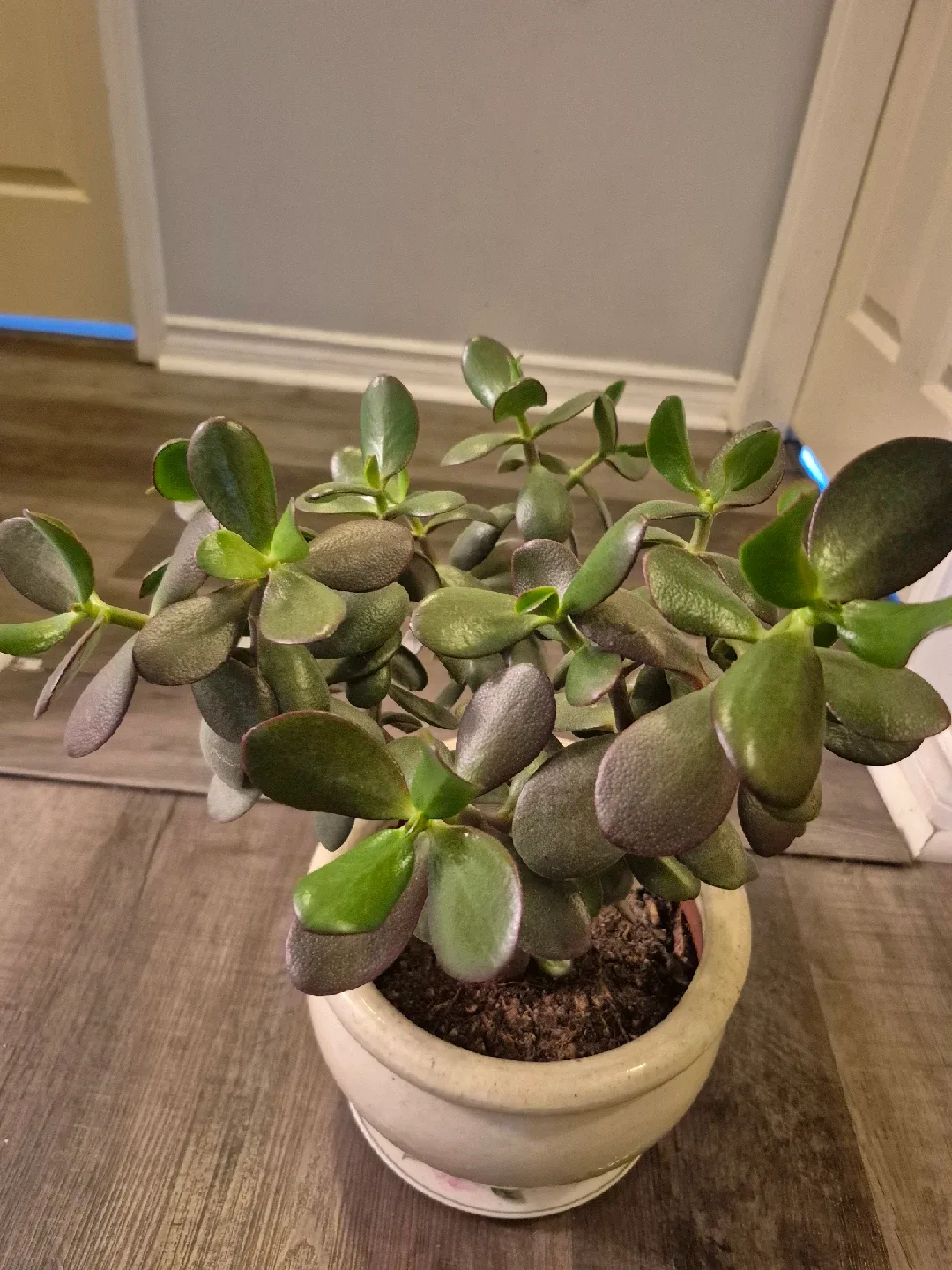 Jade Plant in Ceramic Pot image indicator(3)