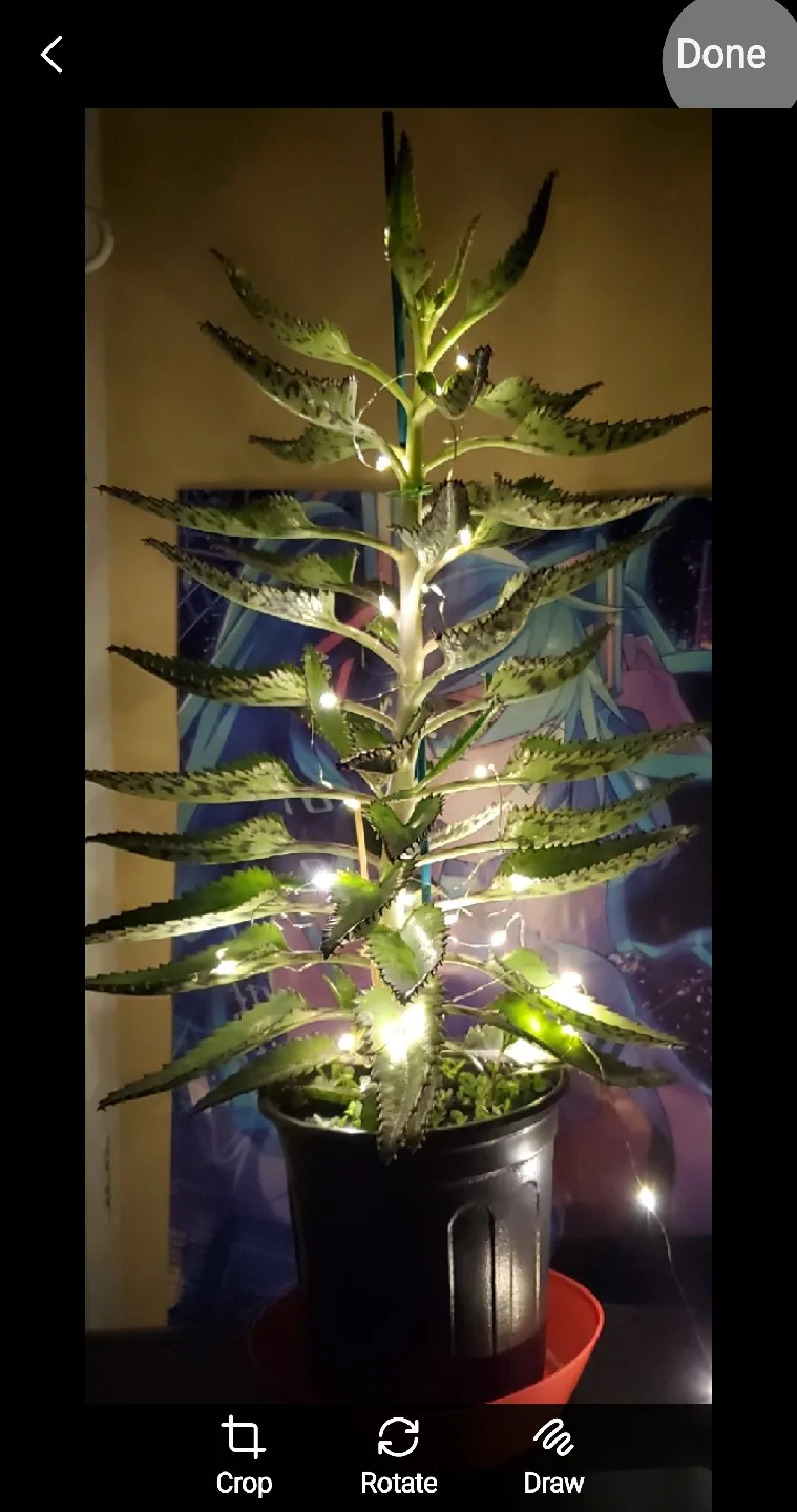 Mother of Thousands Plant with Lights image indicator(3)