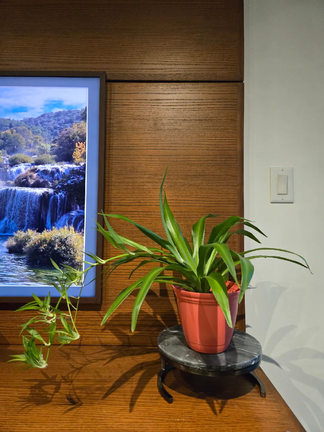 Spider Plant with coral/orange Pot! 🪴 image indicator(2)