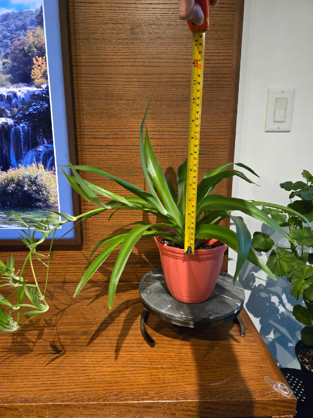 Spider Plant with coral/orange Pot! 🪴 image indicator(3)