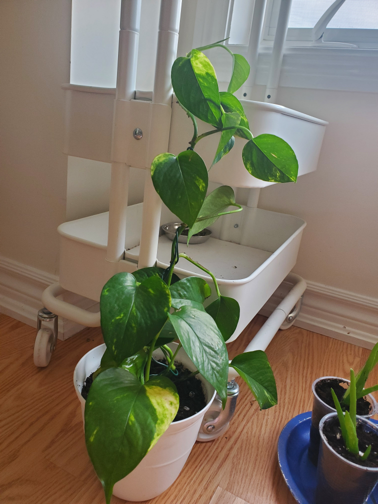 Potted Golden Pothos Plant