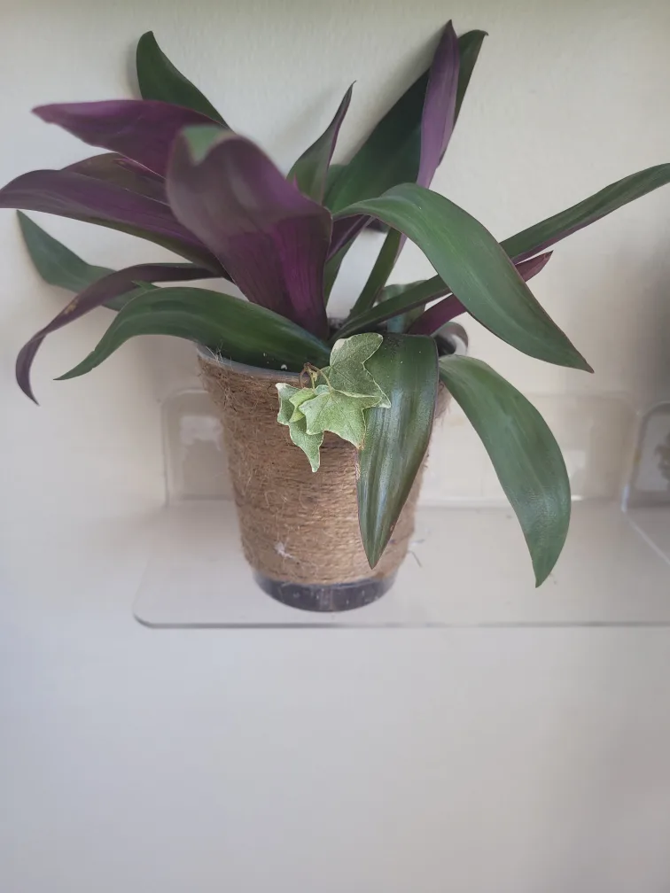 Biat lilly in decorative Pot thumbnail