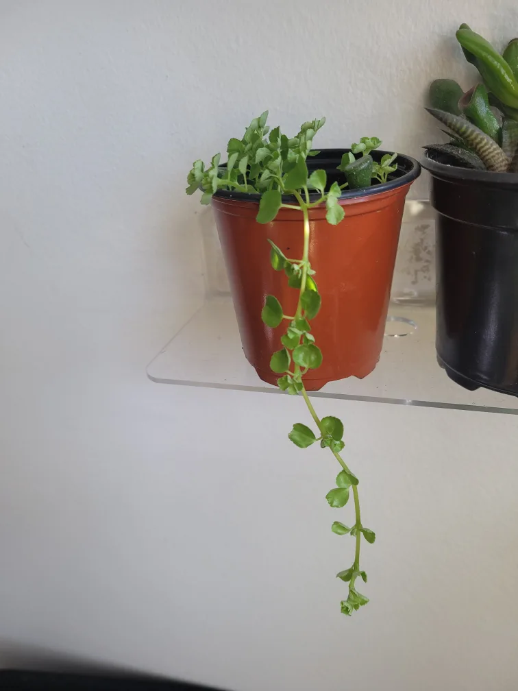 Pilea Depressa Baby Tears thumbnail