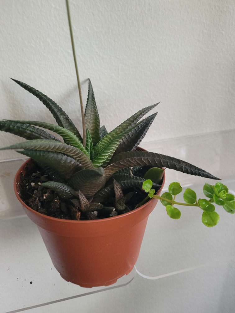 Potted plant that is flowering - photo 2