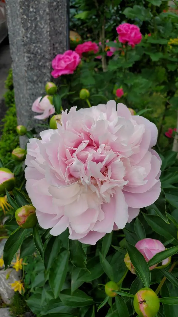 Peony image indicator(2)
