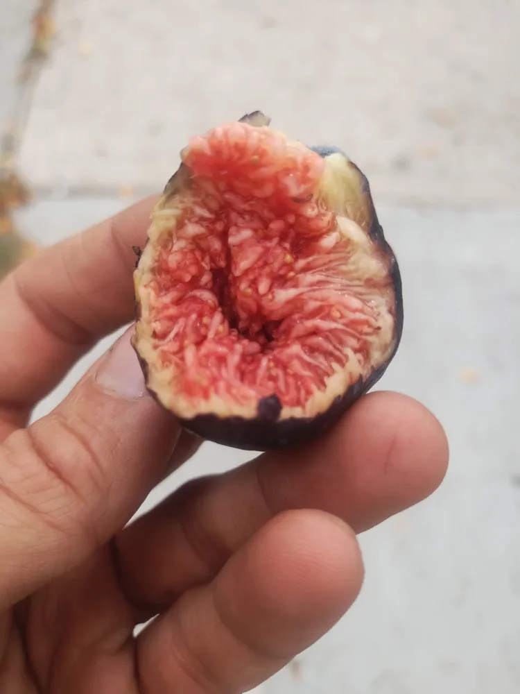 negron fig tree cuttings or rooted cuttings image indicator(3)