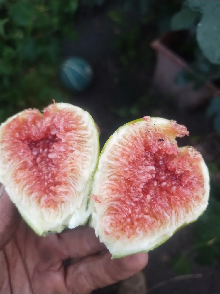 negron fig tree cuttings or rooted cuttings image indicator(4)