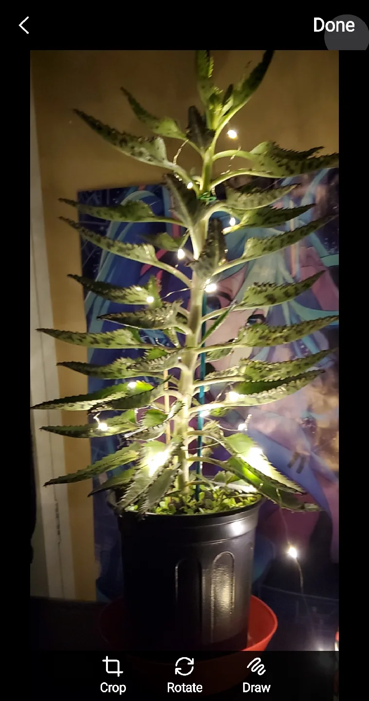 Mother of Thousands Plant with Lights thumbnail