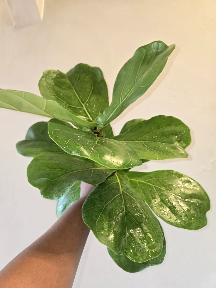 Fiddle Leaf Fig , MED. UNROOTED✨️IN MOSS🌿 image indicator(2)