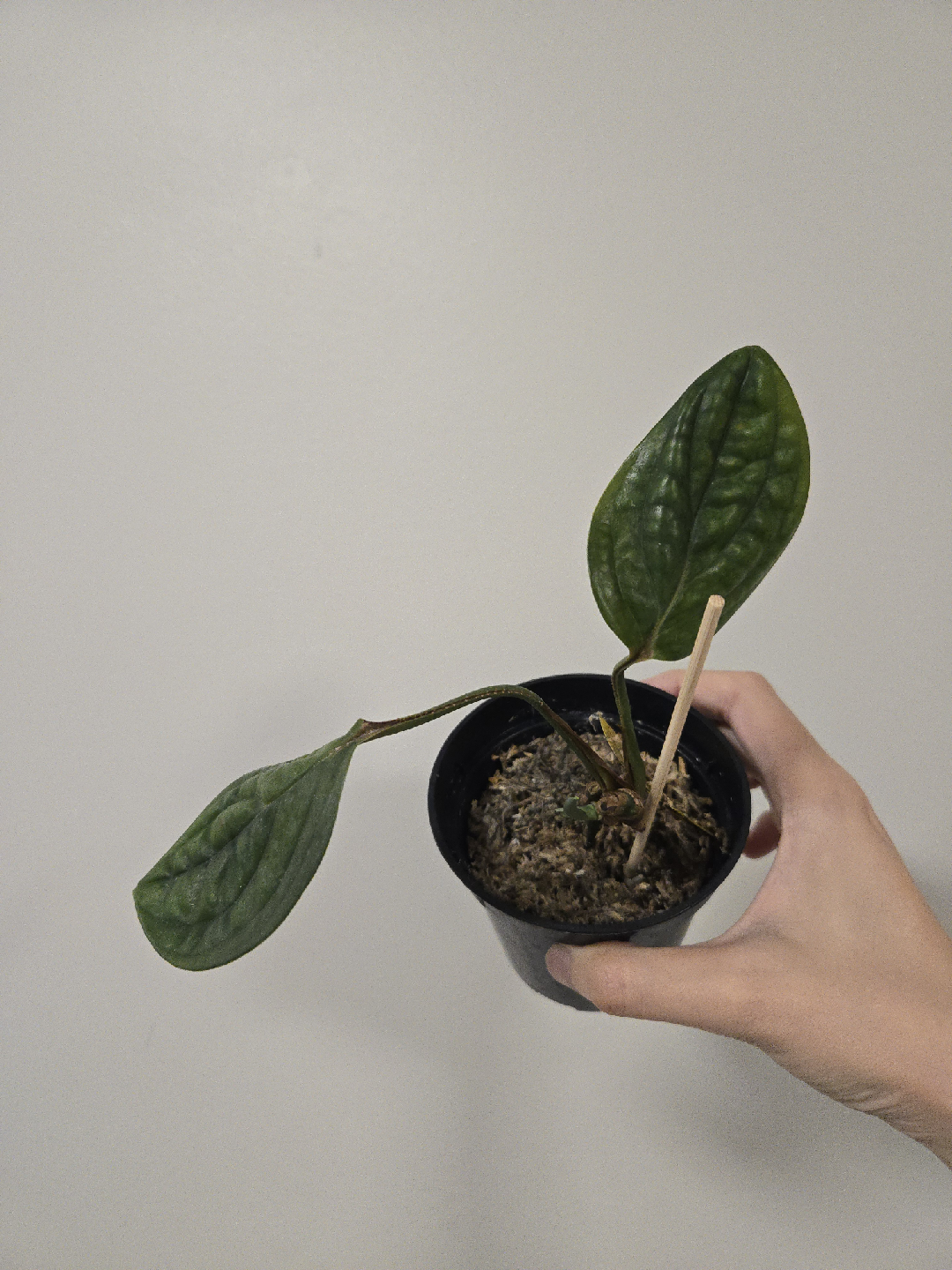 Monstera Peru Plant 🥕