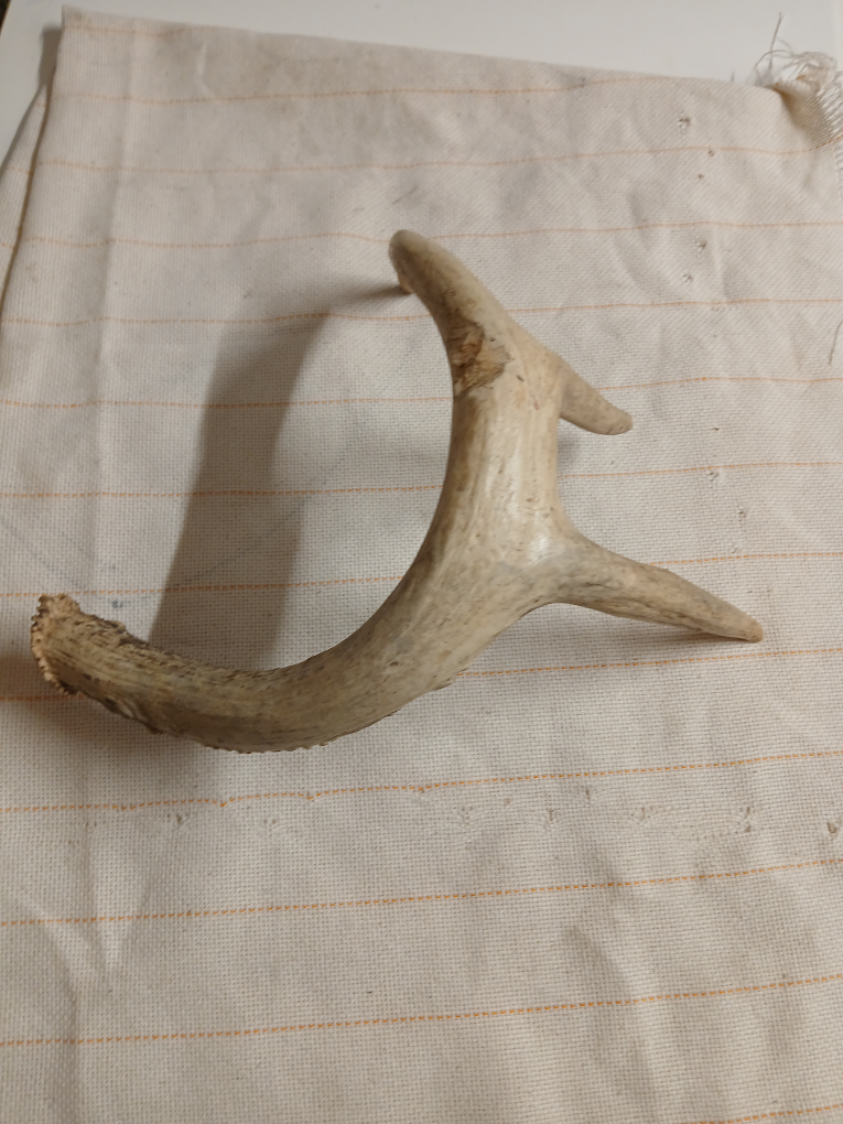 Deer Antler