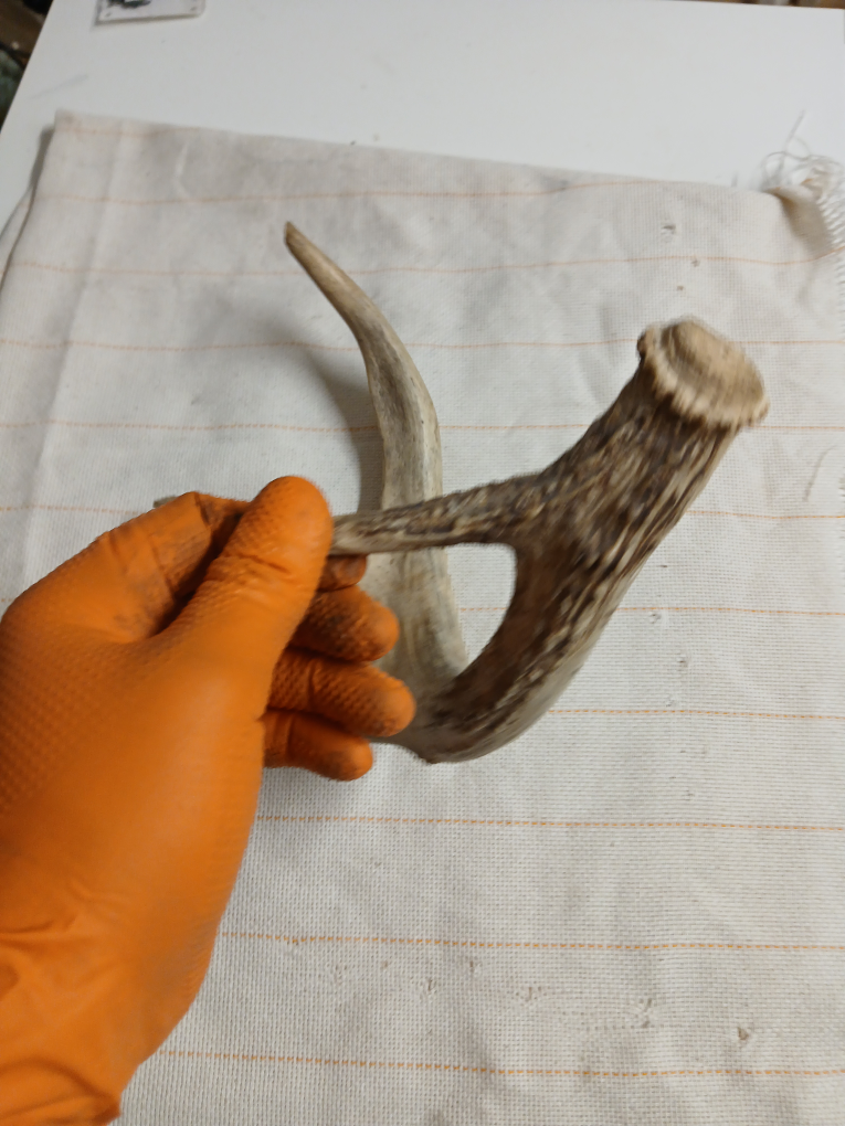 Deer Antler - photo 3