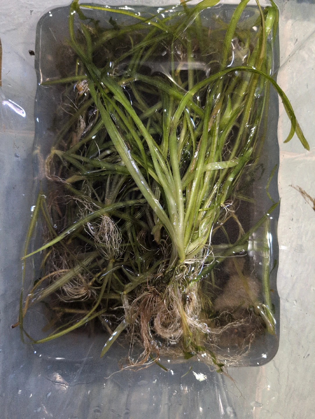 jungle val - aquarium plant