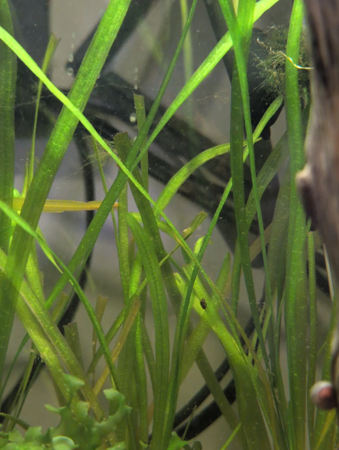 jungle val - aquarium plant - photo 2