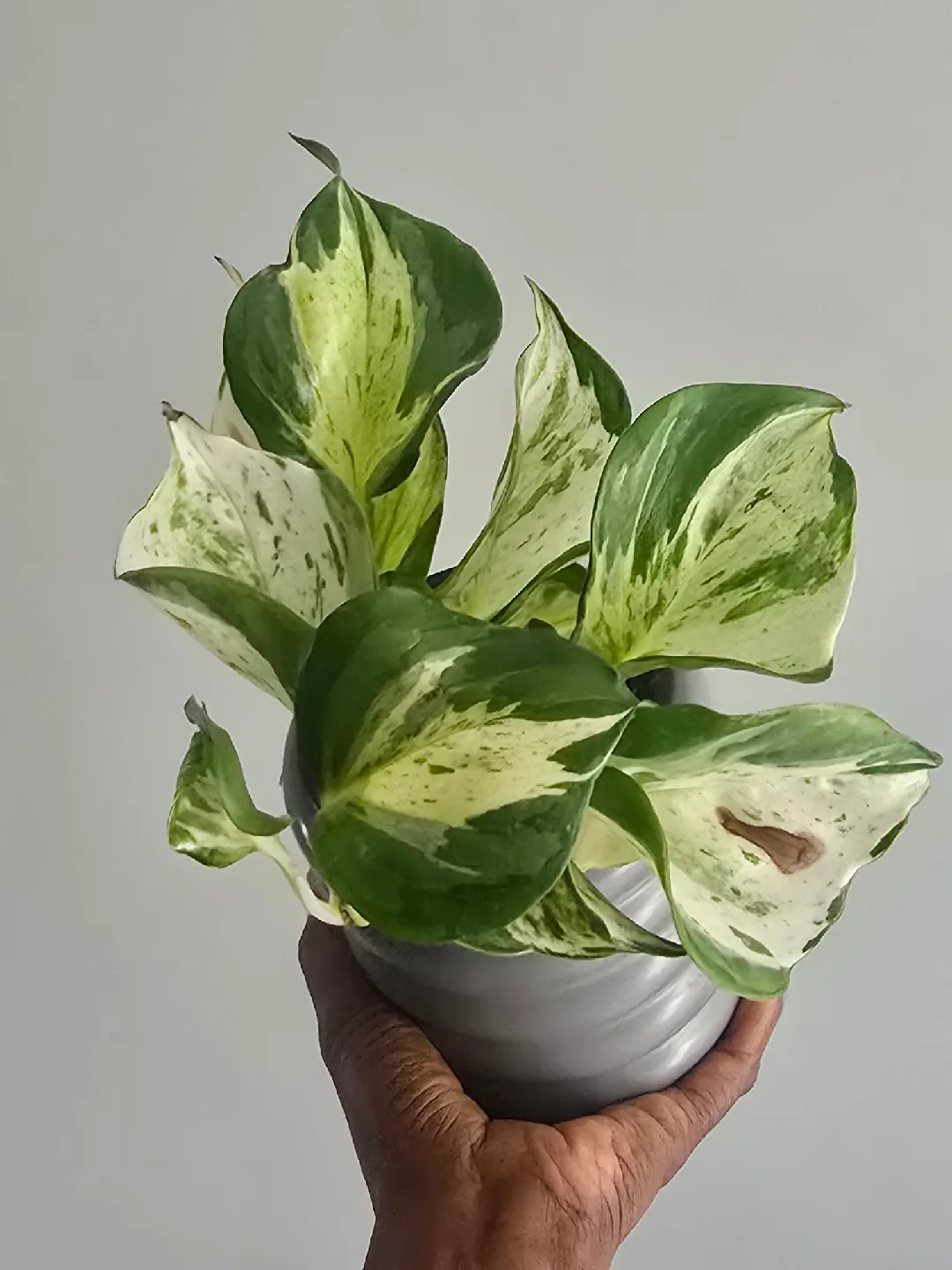 manjula pothos 4"pot image indicator(2)
