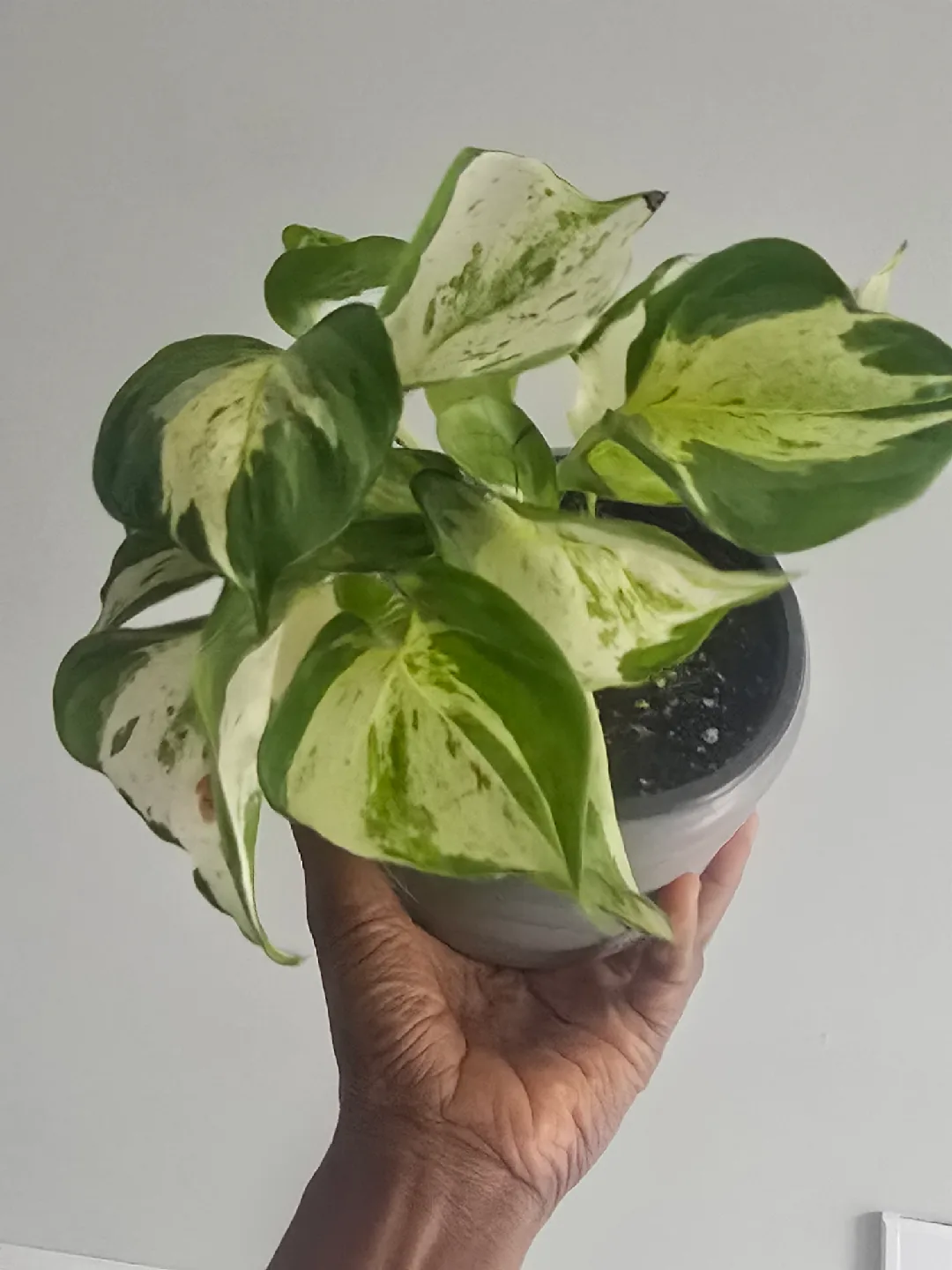 manjula pothos 4"pot image indicator(3)