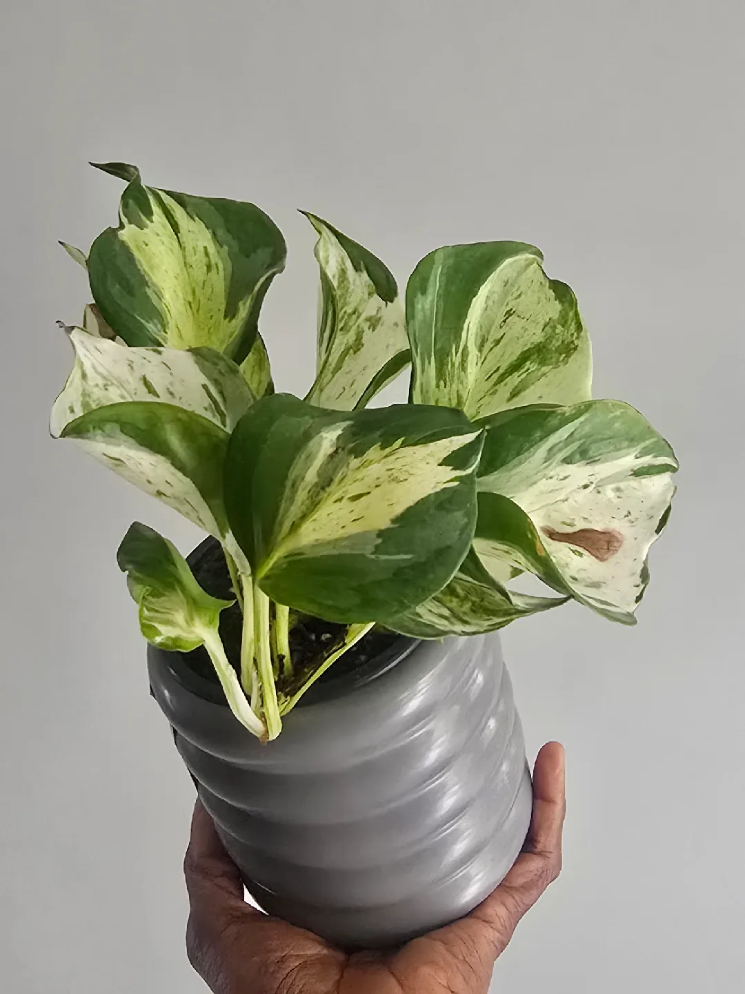 manjula pothos 4"pot image indicator(4)