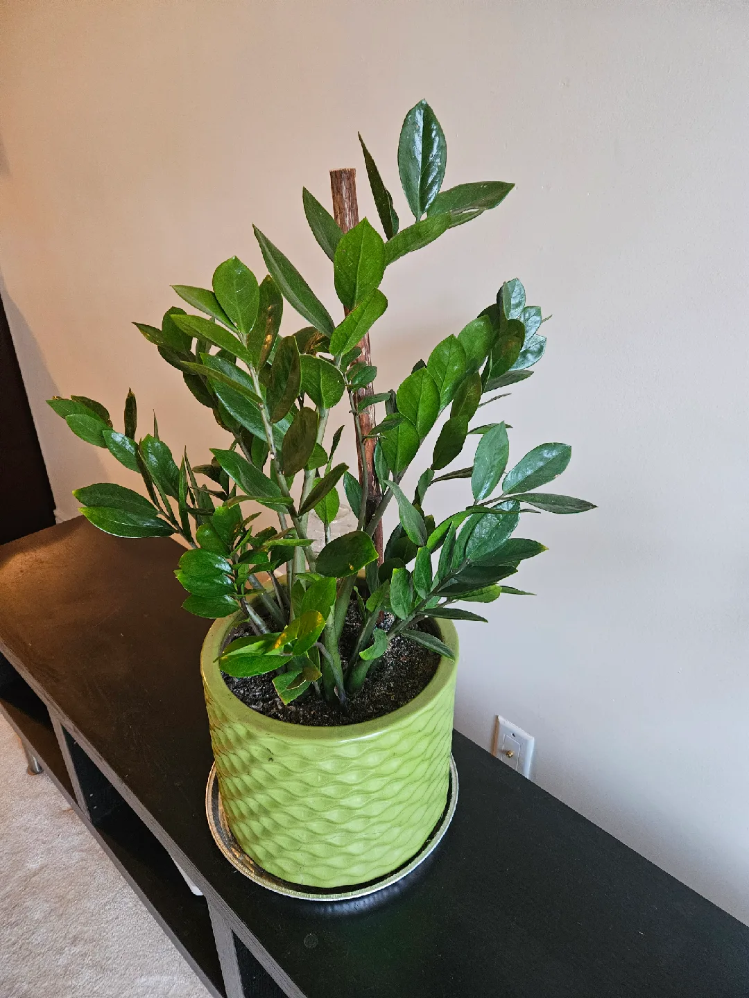 33" ZZ Plant in Green Pot image indicator(3)