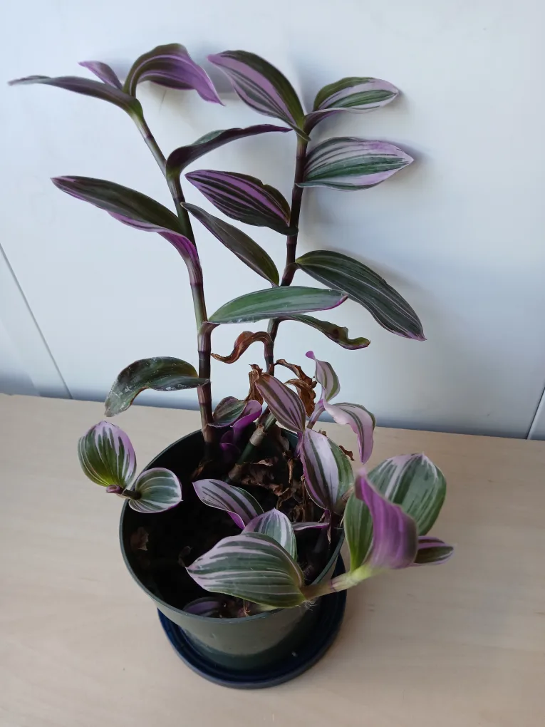 Tradescantia Zebrina Plant available. Non-negotiable. thumbnail