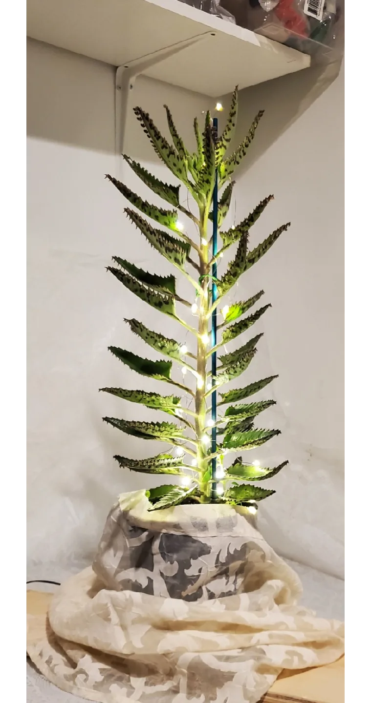Mother of Thousands Plant with Lights image indicator(2)