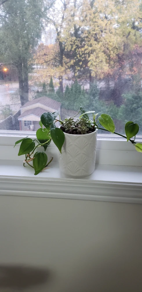 Potted Heartleaf Philodendron & Succulents - photo 3