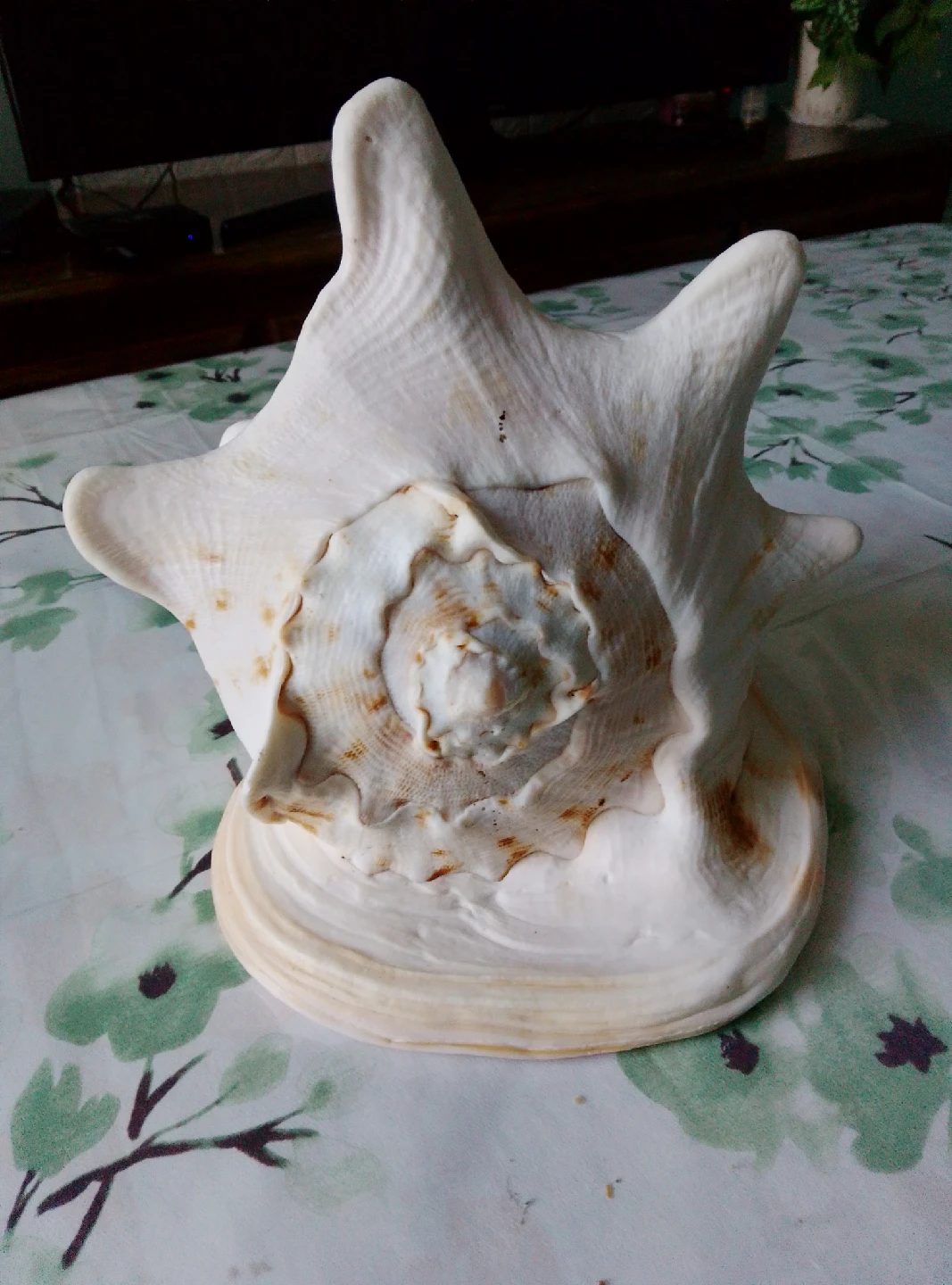 Large Conch Seashell - photo 4