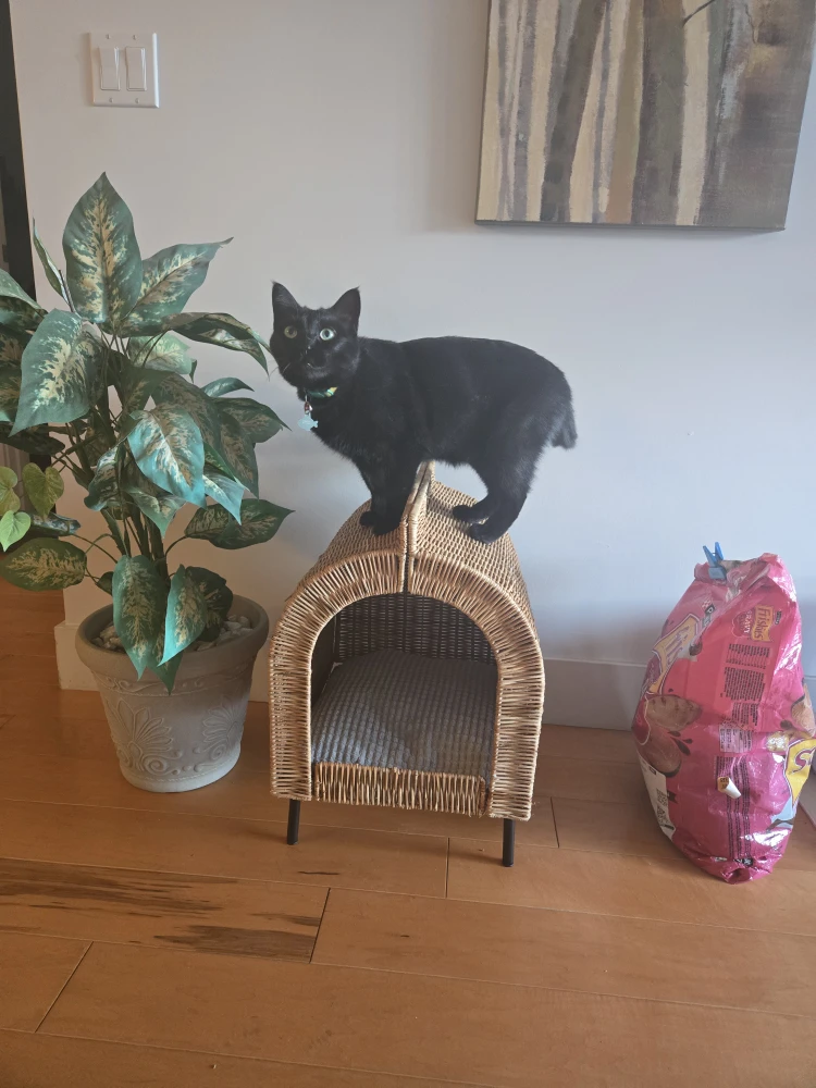 Wicker Cat House