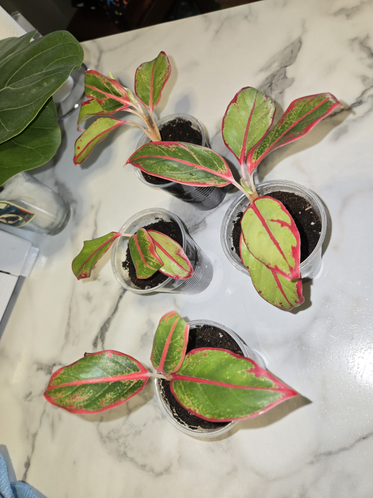 Aglaonema Plant✨️🌿 (4 available)