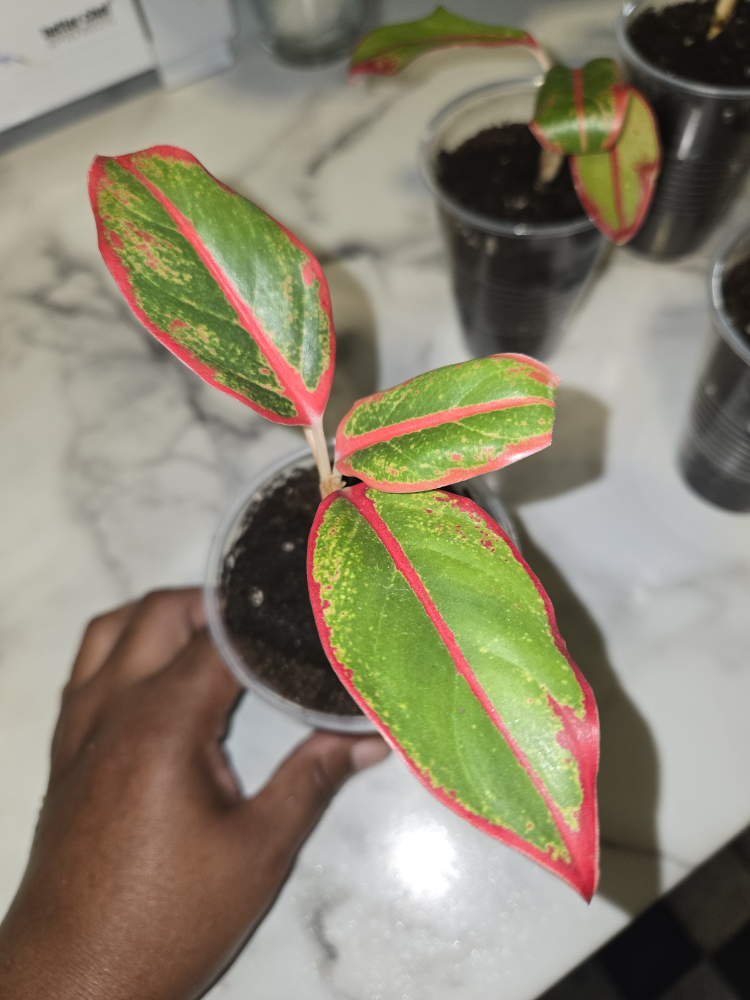 Aglaonema Plant✨️🌿 (4 available) - photo 2