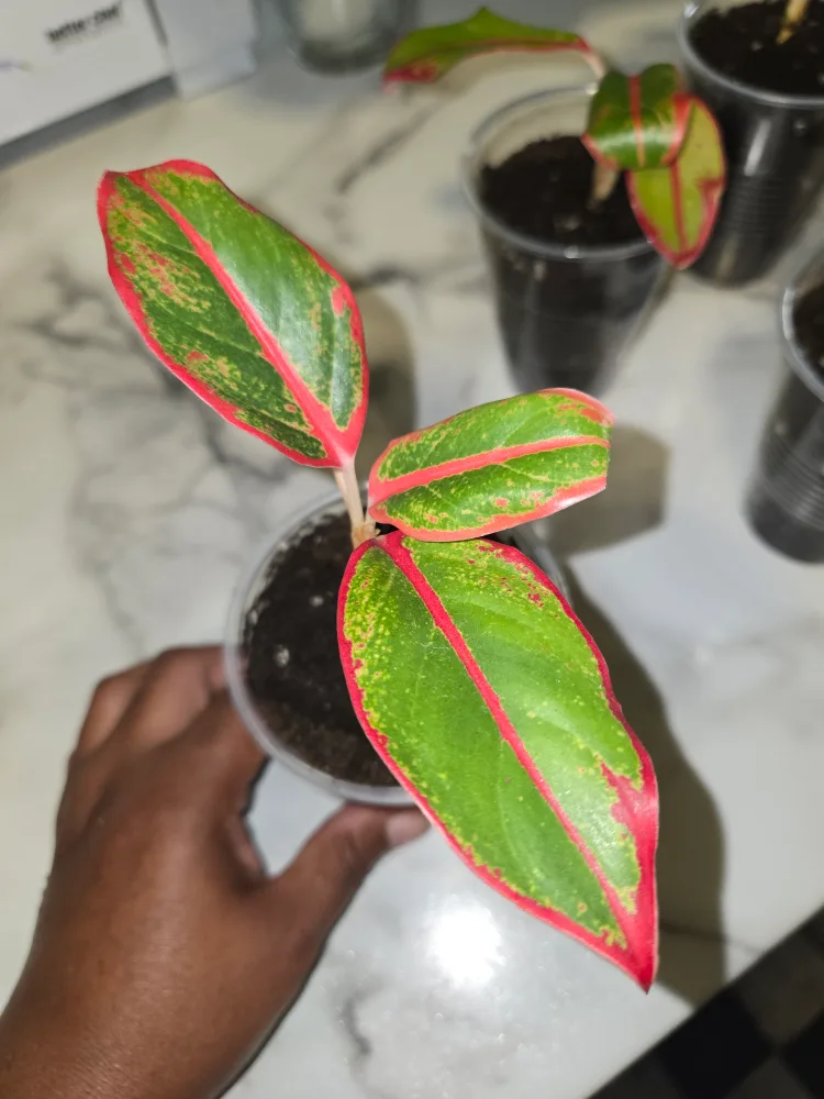 Aglaonema Plant✨️🌿 (4 available) image indicator(2)