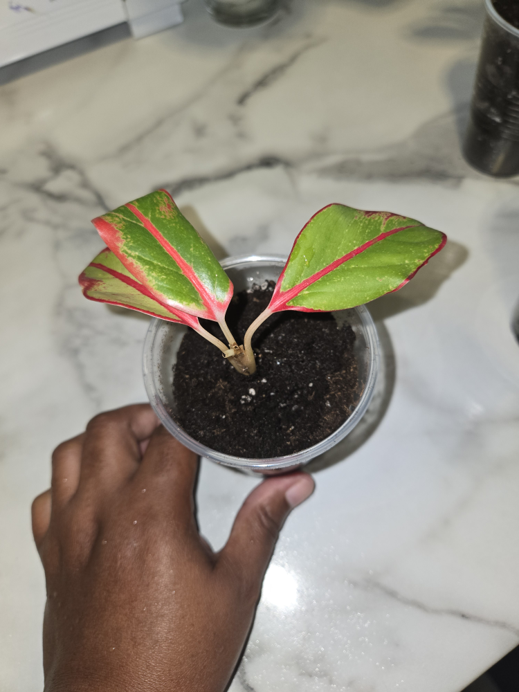 Aglaonema Plant✨️🌿 (4 available) - photo 3