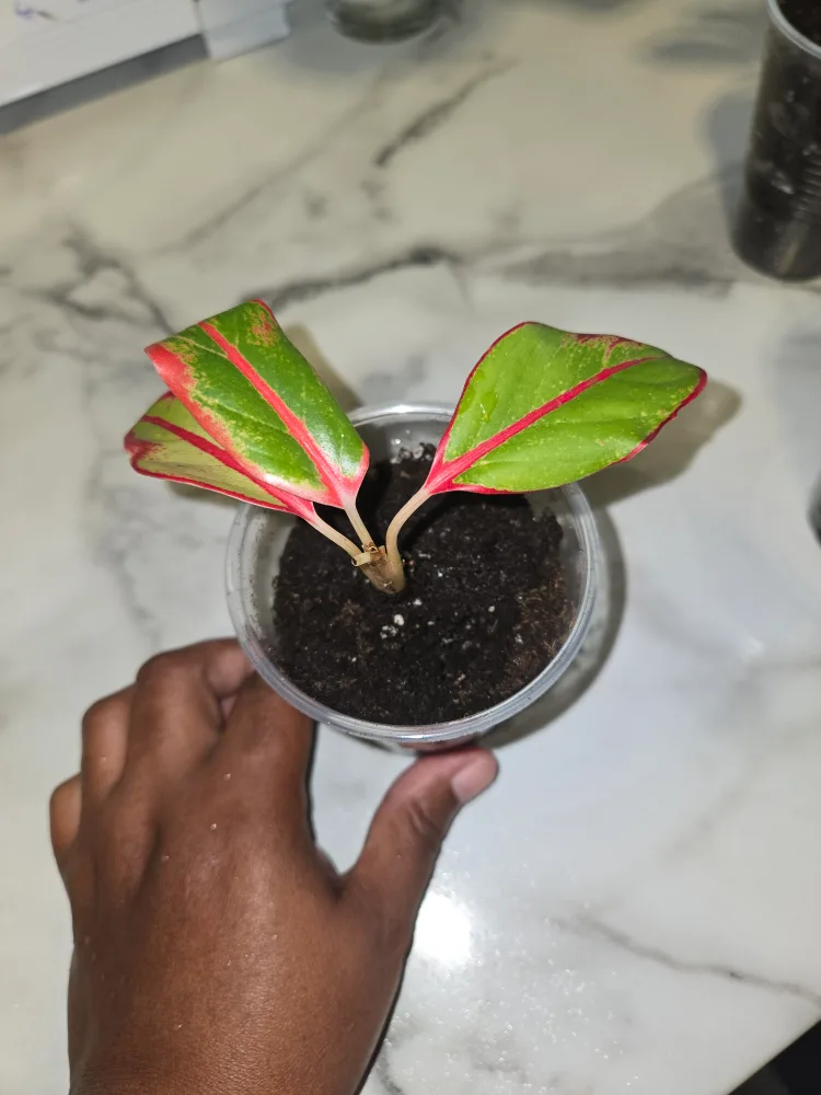 Aglaonema Plant✨️🌿 (4 available) image indicator(3)