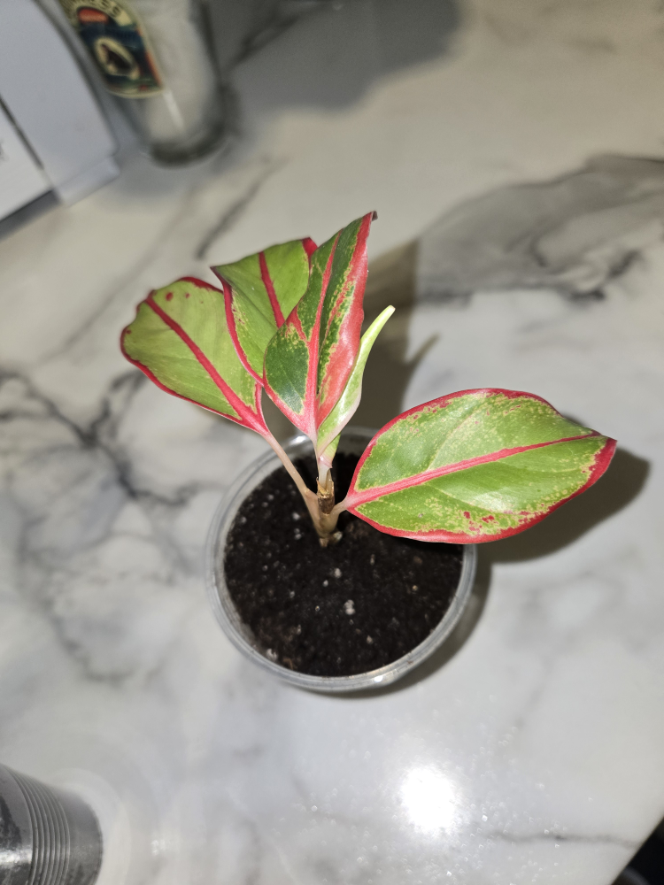 Aglaonema Plant✨️🌿 (4 available) - photo 4