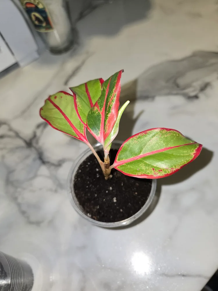Aglaonema Plant✨️🌿 (4 available) image indicator(4)