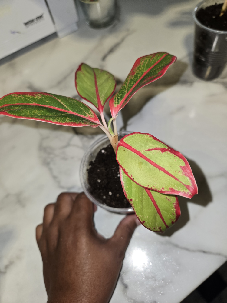 Aglaonema Plant✨️🌿 (4 available) - photo 5