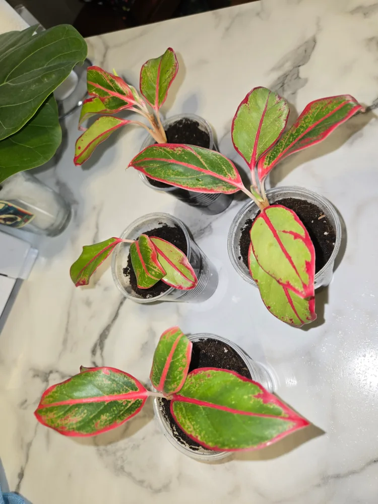 Aglaonema Plant✨️🌿 (4 available) image indicator(6)