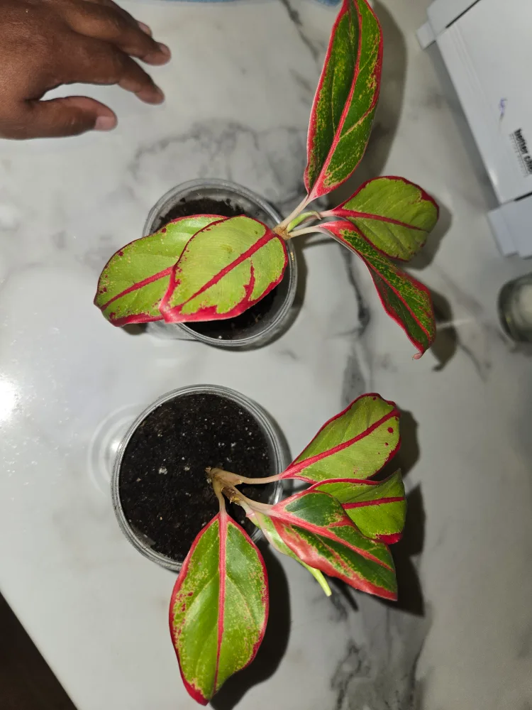 Aglaonema Plant✨️🌿 (4 available) image indicator(7)