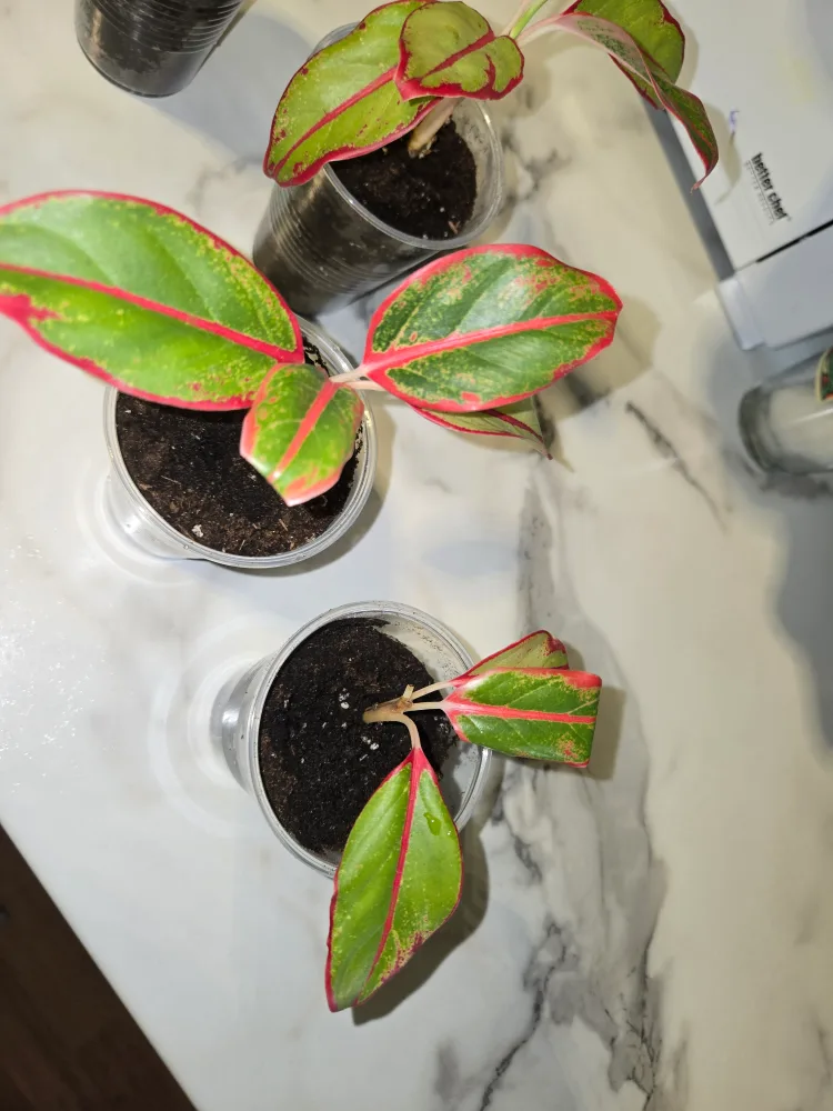 Aglaonema Plant✨️🌿 (4 available) image indicator(8)