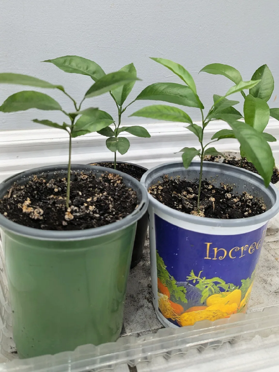 Citrus trees  2 years old image indicator(2)