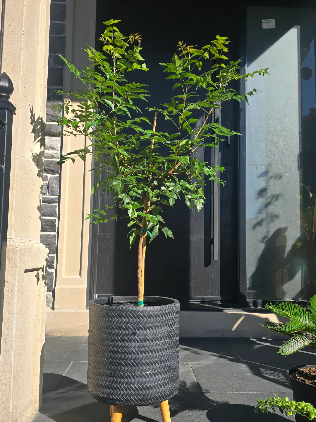 large neem  tree. almost 5 feet image indicator(2)