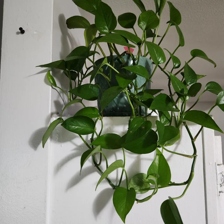 Potted Pothos Plant image indicator(2)
